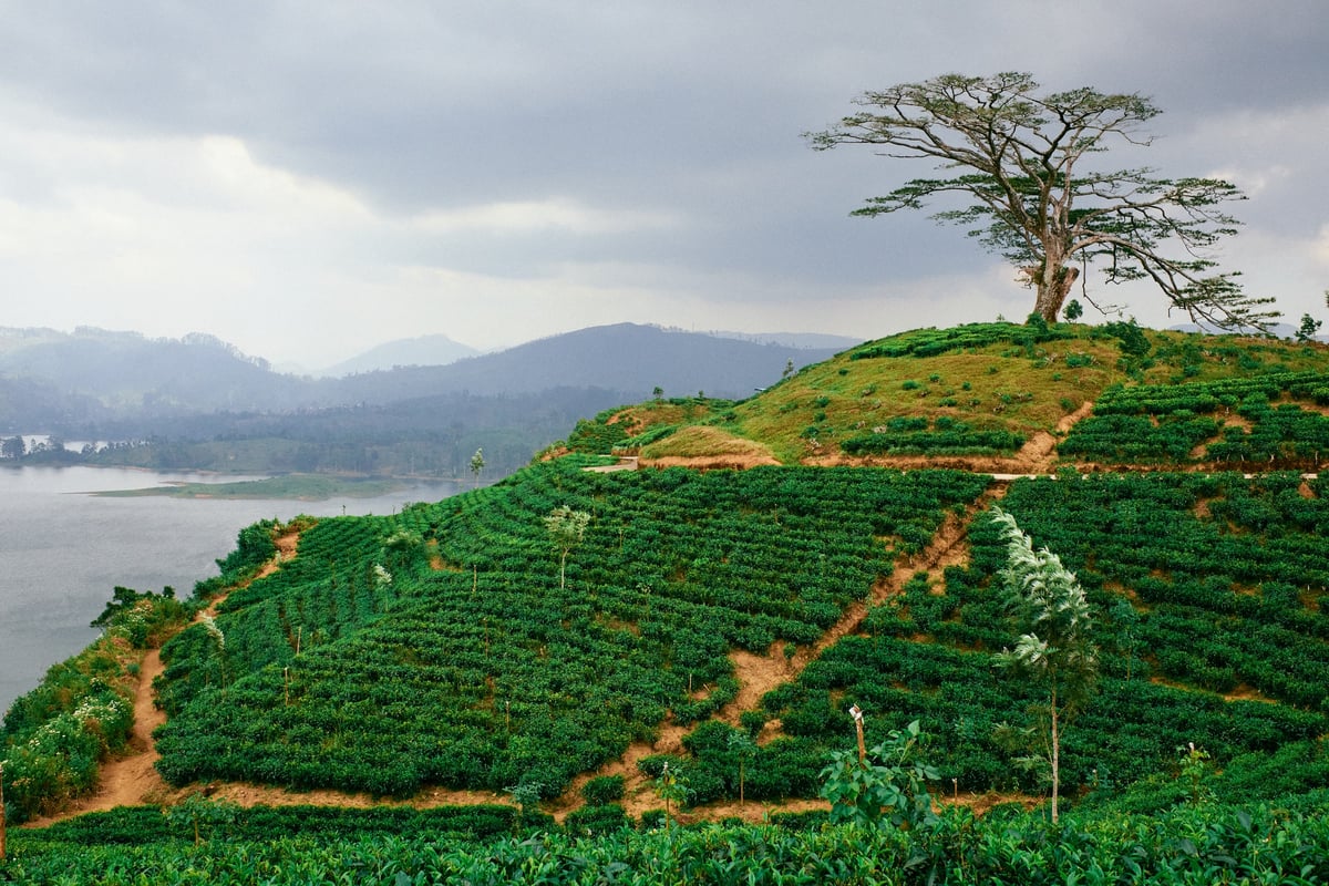 The Cost of Tea — Sri Lanka — 15